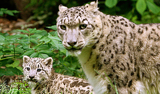 Семью леопардов запечатлели в Приморье Семью леопардов запечатлели в Приморье