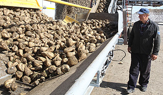 России может грозить дефицит сахара России может грозить дефицит сахара