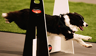 Названа самая умная порода собак Названа самая умная порода собак