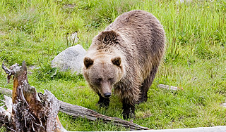 Медведя расстреляют за подкоп Медведя расстреляют за подкоп