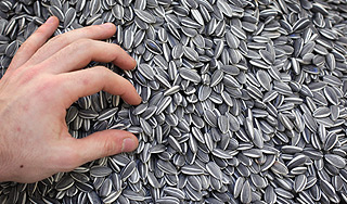 Литовский депутат украл семечки и лампочку Литовский депутат украл семечки и лампочку