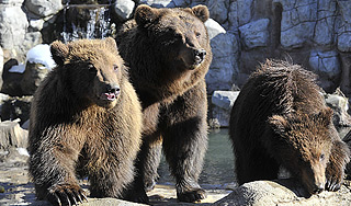 Армия медведей надвигается на Иркутск Армия медведей надвигается на Иркутск