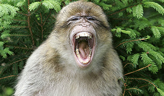 Разъяренная макака напала на 18 человек Разъяренная макака напала на 18 человек