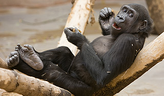 В Москве просят собрать желуди для обезьян В Москве просят собрать желуди для обезьян
