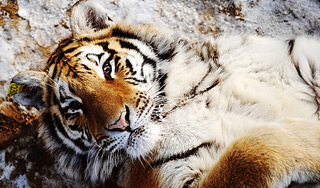 В Калининграде тигру сделали "маникюр" В Калининграде тигру сделали "маникюр"