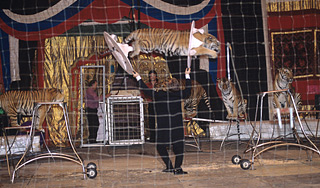 Тигр покусал дрессировщика в Москве Тигр покусал дрессировщика в Москве