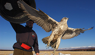 Браконьер пленил соколов на Чукотке Браконьер пленил соколов на Чукотке
