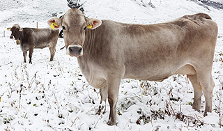 В США снегопад убил 100 тысяч коров В США снегопад убил 100 тысяч коров