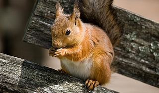 Пожилой охотник три недели питался белками Пожилой охотник три недели питался белками