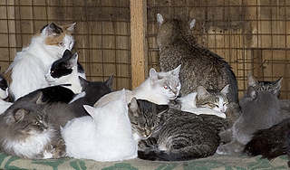 Суд отнял у пенсионерок 30 кошек и собак Суд отнял у пенсионерок 30 кошек и собак