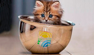 Минтруда завело пишущего кота в Twitter Минтруда завело пишущего кота в Twitter