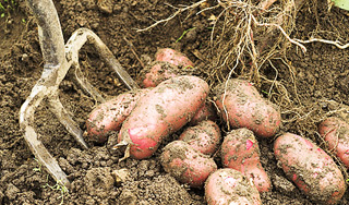 Женщину убили за отказ копать картошку Женщину убили за отказ копать картошку