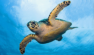 В Сальвадоре массово гибнут черепахи В Сальвадоре массово гибнут черепахи