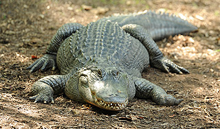 Аллигатор напал на магазин во Флориде Аллигатор напал на магазин во Флориде