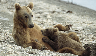 Медведи прогулялись по стадиону "Спартак" Медведи прогулялись по стадиону "Спартак"