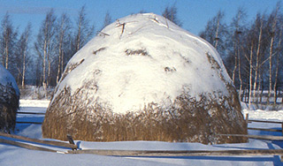 Приставы откопали должника из стога сена Приставы откопали должника из стога сена
