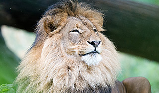 Африканский лев пугaет жителей Подмосковья Африканский лев пугaет жителей Подмосковья