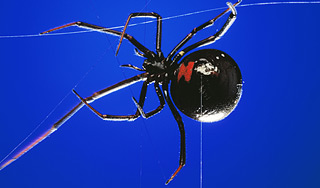 Ядовитые пауки атаковали британскую школу Ядовитые пауки атаковали британскую школу