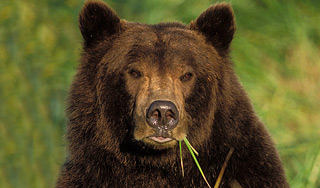 80-летний россиянин подрался с медведем 80-летний россиянин подрался с медведем