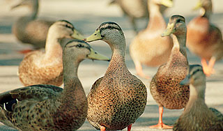 ������� ���� ������ � ������������ ������