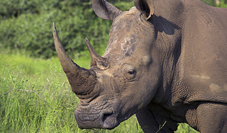 ������ �������� ����� �� ������� ���������