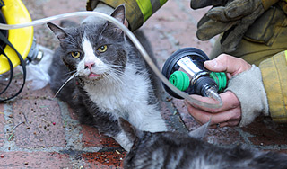 � ����� ����� ������ ������ �����