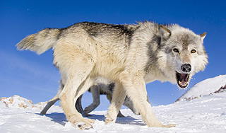 � ��������� ����� ���� ������� �������