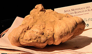 Белые трюфели оценили дороже золота Белые трюфели оценили дороже золота