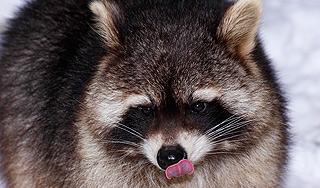 Московские еноты заметно потолстели Московские еноты заметно потолстели