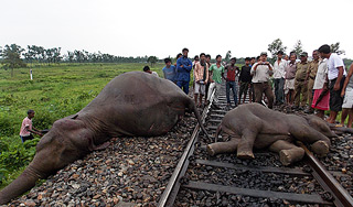 Поезд задавил семь слонов в Индии Поезд задавил семь слонов в Индии