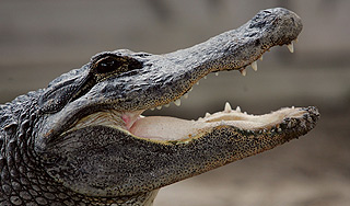 В аэропорту Чикаго забыли аллигатора В аэропорту Чикаго забыли аллигатора