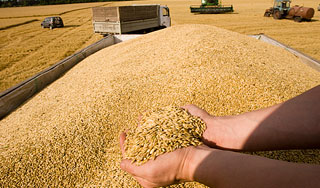 На Кубани собрали рекордный урожай зерна На Кубани собрали рекордный урожай зерна