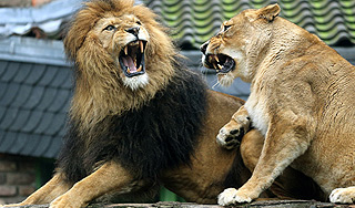 В американском зоопарке лев загрыз львицу В американском зоопарке лев загрыз львицу