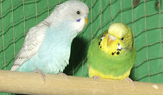 Приставы арестовали попугаев за долги Приставы арестовали попугаев за долги