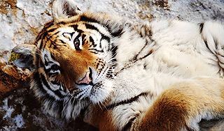 В Приморье застрелили амурского тигра В Приморье застрелили амурского тигра