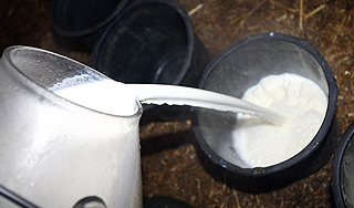 ООН призывает пить лосиное молоко ООН призывает пить лосиное молоко