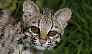 В Бразилии открыли неизвестный вид кошек В Бразилии открыли неизвестный вид кошек