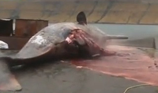 Взорвавшийся кит покалечил биолога Взорвавшийся кит покалечил биолога