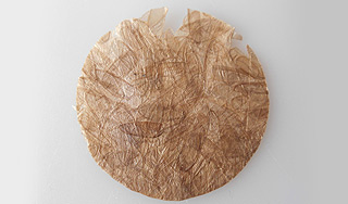 Из насекомых научились делать пластмассу Из насекомых научились делать пластмассу