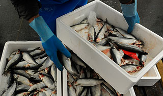 ������ ��������� ���� ����� � ������