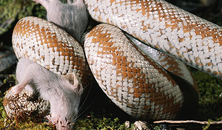 ��� �������� �������� ����� �� ������ ����