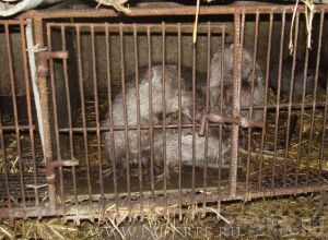 Нутрии из Молдавии возвращены на родину