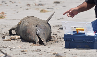 11 ������ ��������� ������� �� �������