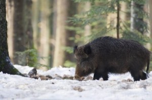 Горячая пора для охотников