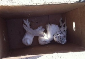 Украинские голуби не прошли ветеринарный контроль