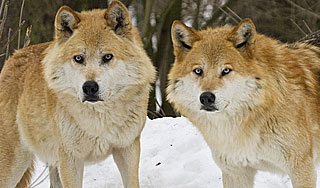 Волки из Чернобыля атакуют белорусские села Волки из Чернобыля атакуют белорусские села