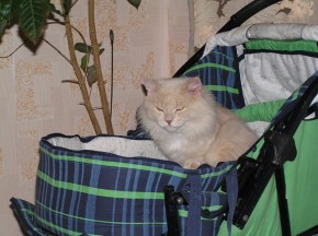 Информация по устройству животных от "Эгиды"