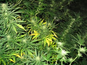 Студент превратил подвал гаража в теплицу для выращивания конопли Гидропоника