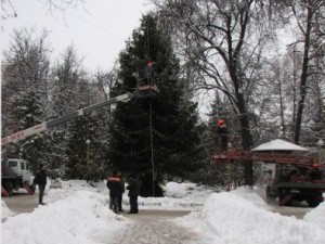 В Брянске установили главную елку города