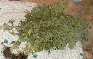 Брянский бизнесмен заработал на конопле более 11 миллионов рублей